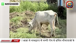 दशहरा के शुभ अवसर पर तिलकायत श्री की आज्ञा से नाथद्वारा में लम्पी रोग से ग्रसित गौमाताओ के सेवार्थ