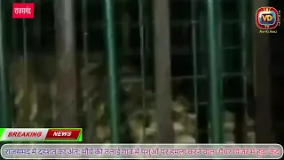 राजसमंद में दहशत का अंत: मौर्य की तलाई गांव में पशुओं पर हमला करने वाला पैंथर पिंजरे में हूवा केद